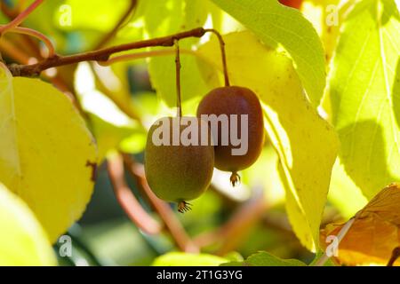 Beeren actinidia auf einem Ast-Nahaufnahme im Garten Stockfoto