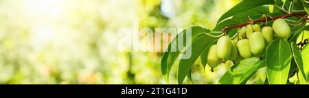 Beeren actinidia auf einem Ast-Nahaufnahme im Garten Stockfoto