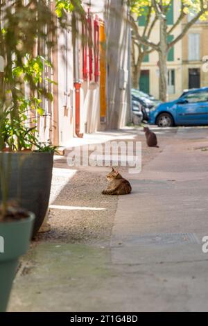 Zwei Katzen sitzen in einer schmalen Fußgängerzone im Viertel La Roquette in der Altstadt von Arles in der Provence, Südfrankreich. Stockfoto