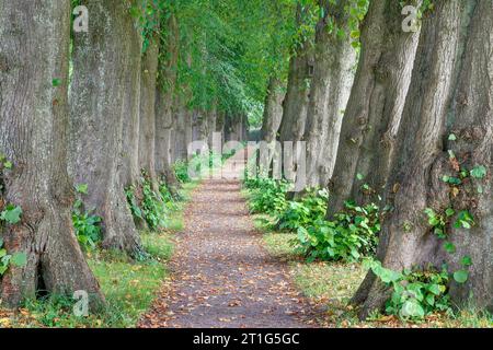 Malerischer Pfad zwischen mächtigen Bäumen, die 105 Meter lange Lindenallee. Stockfoto