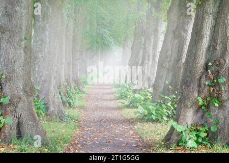 Die 105 Meter lange Lindenallee mit ihren dicht angeordneten Bäumen führt durch den kleinen Friedhof in der Stadt Sieseby. Stockfoto