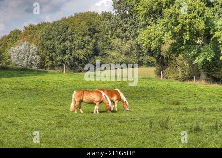 Zwei Pferde grasen in einer sanft geschwungenen Landschaft, einer ruhigen, pastoralen Szene der Ruhe und Harmonie mit der Natur. Stockfoto