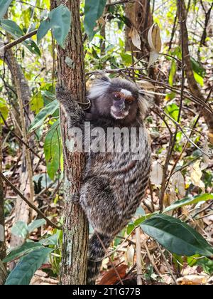 Affe, bekannt als Star Tamarin im Freien in Rio de Janeiro, Brasilien. Stockfoto