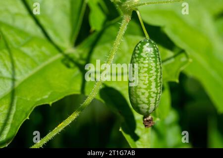 Issaquah, Washington, USA. Winziges Cucamelon, das auf der Weinrebe wächst. Stockfoto