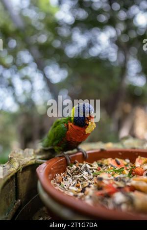 Bunte Papageienloriini oder Lororikeet Vogel Müsli und Obstscheiben im grünen Zoo Stockfoto