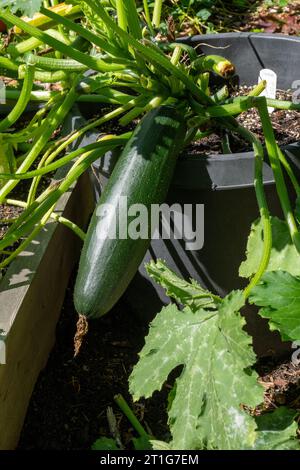 Issaquah, Washington, USA. Grüne Zucchini, die in einem Behälter wachsen. Stockfoto