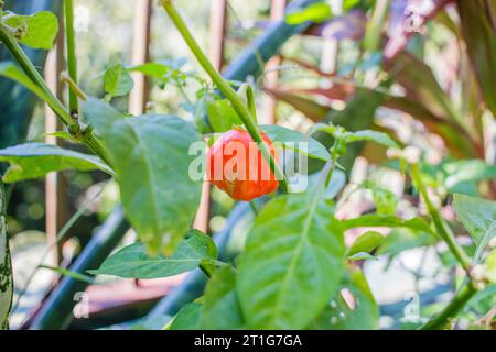 Duftender Pfeffer in einem Garten in Rio de Janeiro. Stockfoto