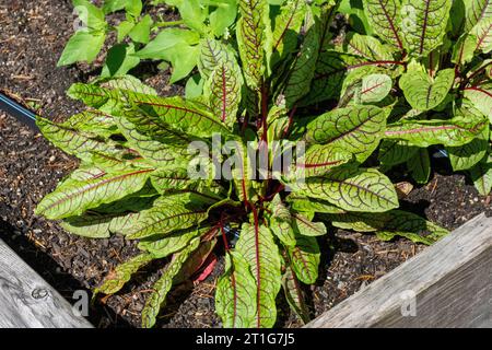 Issaquah, Washington, USA. Blutgeäderte Sauerampfer-Pflanzen in einem Hochbeet-Garten Stockfoto