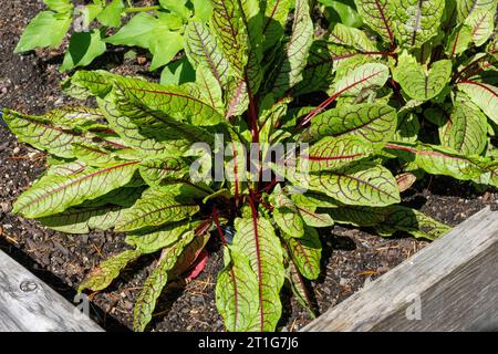 Issaquah, Washington, USA. Blutgeäderte Sauerampfer-Pflanzen in einem Hochbeet-Garten Stockfoto