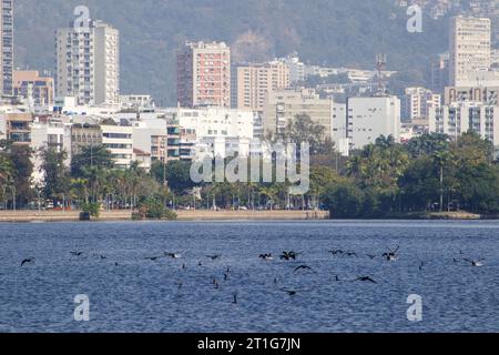 kormoranvogel in der Lagune von Rodrigo de Freitas in Rio de Janeiro, Brasilien. Stockfoto