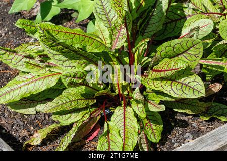 Issaquah, Washington, USA. Blutgeäderte Sauerampfer-Pflanzen in einem Hochbeet-Garten Stockfoto