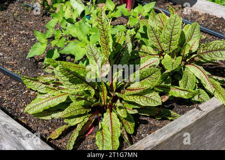 Issaquah, Washington, USA. Blutgeäderte Sauerampfer-Pflanzen in einem Hochbeet-Garten Stockfoto