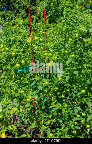 Issaquah, Washington, USA. Tomatillo-Pflanzen mit vielen Tomatillos bereit zur Ernte. Stockfoto