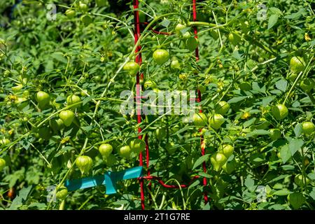 Issaquah, Washington, USA. Tomatillo-Pflanzen mit vielen Tomatillos bereit zur Ernte. Stockfoto