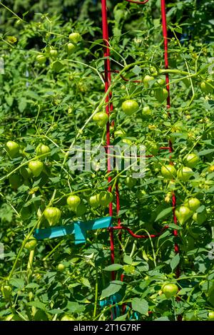 Issaquah, Washington, USA. Tomatillo-Pflanzen mit vielen Tomatillos bereit zur Ernte. Stockfoto