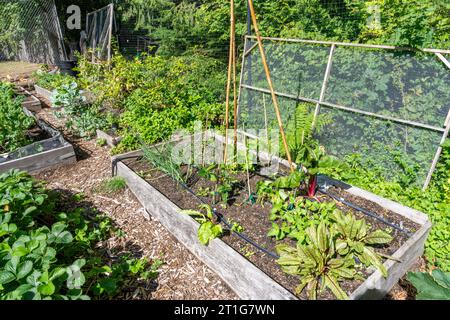 Issaquah, Washington, USA. Hochbeete in einem Gemeinschaftsgarten, mit blutrotem Sauerampfer, Mangold, Zwiebeln, Erdbeeren, Grünkohl und anderes Gemüse. Stockfoto