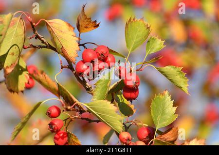 Reife Weißdornhaufen auf Ästen im Herbst Stockfoto