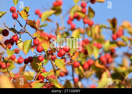 Reife Weißdornhaufen auf Ästen im Herbst Stockfoto