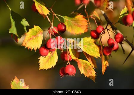 Reife Weißdornhaufen auf Ästen im Herbst Stockfoto