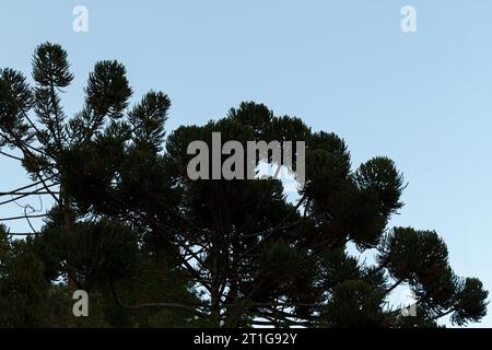 Baum bekannt als araucaria Outdoor in Rio de Janeiro, Brasilien. Stockfoto