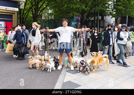Tokio, Japan - 08. April 2023: Ein junger Mann hält viele Hunde an der Leine und andere nicht identifizierte Menschen in der Innenstadt von Tokio, Tokio ist die Hauptstadt und die Stadt Stockfoto