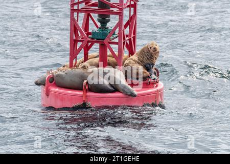 Steller Seelöwen ruhen sich aus und rufen auf einer Schiffsanlegestelle in Sitka, Alaska, USA Stockfoto