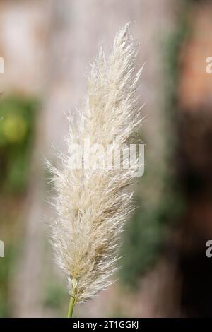 Cortaderia selloana Federblumenwedel der Pampasgraspflanze im Herbst vor verschwommenem Hintergrund Stockfoto