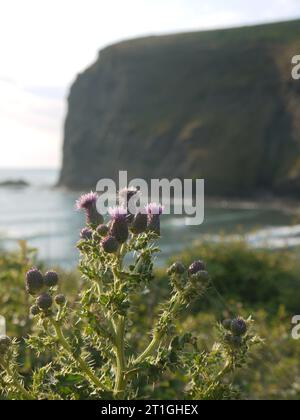 Crackington Haven, Cornwall, Großbritannien – 24. Juni 2023: Cirsium arvense (Kriechdistel oder Felddistel) blüht auf einem Klippenweg gegenüber dem Penkenna Point. Stockfoto