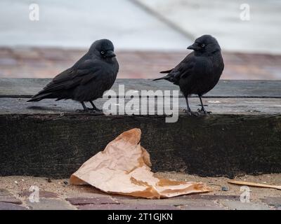 Jackdaw (Corvus monedula, Coloeus monedula), zwei Jackdaws, die zusammen auf Holzdielen am Boden thronen, Niederlande Stockfoto