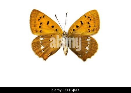 Knappes Kupfer (Heodes virgaureae, Lycaena virgaureae, Chrysophanus virgaureae), weiblich, Unterseite, Ausschnitt Stockfoto