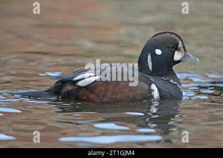 harlequin-Ente, bemalte Ente, Totempfangenente, Felsenente, Gletscherente, Bergente, Taucher mit weißem Auge, Quietscher, blaue Streifen (Histrionicus Stockfoto