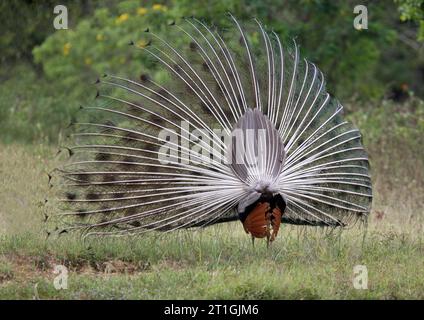 Pfauenhuhn, Indianer Pfauenhuhn, Blauer Pfauenhuhn (Pavo cristatus), männliche Darstellung, Indien Stockfoto