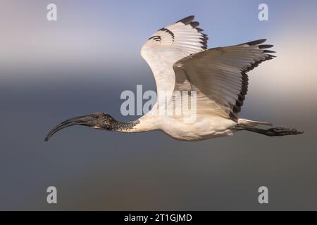 Heiliges ibis (Threskiornis aethiopicus), im Flug, entkommen, Italien, Toskana Stockfoto