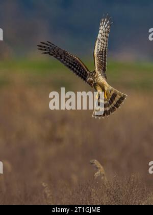 hühnerweide (Circus cyaneus), weiblich im Flug, Beute fiffen, Italien, Toskana Stockfoto