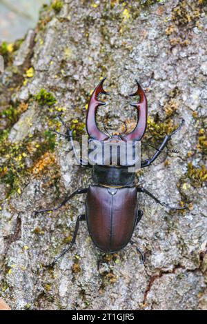 Hirschkäfer, Europäischer Hirschkäfer (Lucanus cervus), männlich an Eichenstiel, dorsale Ansicht, Deutschland, Bayern Stockfoto