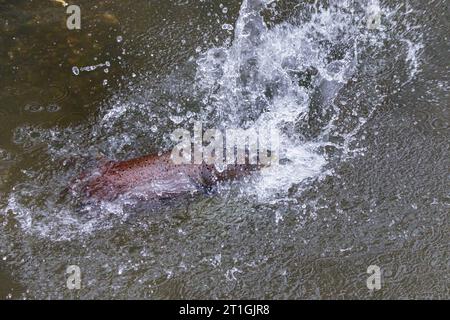 Donaulachs, Huchen (Hucho hucho), mildere angreifende Rivalen am Laichplatz, Deutschland, Bayern Stockfoto