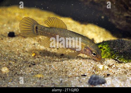 östlicher Schlammminnow (Umbra pygmaea), Futtersuche auf sandigem Boden, Seitenansicht Stockfoto