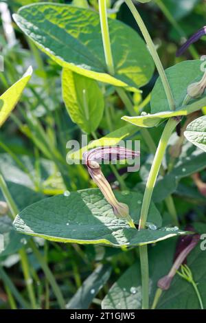 Abstrichkraut, rundblättriges Geburtskraut (Aristolochia rotunda), blühend, Kroatien Stockfoto