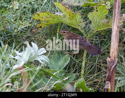 Pallas' Grasshopper Warbler (Locustella certhiola), Pallas's Grasshopper Warbler im ersten Winter in Out Skerries, Großbritannien, Schottland, Shetland Stockfoto