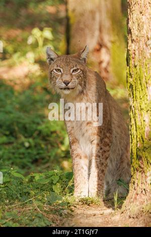 bobcat (Lynx rufus), Jugendlicher, stehend an einem Baumstamm im Abendlicht Stockfoto