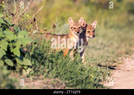 Eurasischer Goldschakal, europäischer Schakal (Canis aureus moreoticus, Canis moreoticus), zwei Jugendliche am Wegesrand, Rumänien, Donaudelta Stockfoto