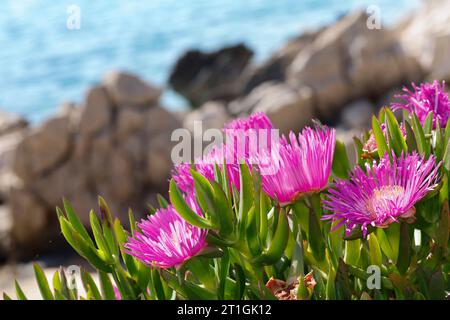 sally my gutsome, Hottentot fig (Carpobrotus acinaciformis, Carpobrotus edulis var. Acinaciformis), blühend, Kroatien Stockfoto