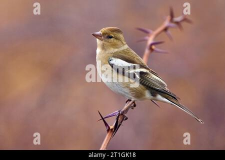 Kaffinch (Fringilla coelebs), weiblich sitzend auf einem Zweig, Italien, Toskana Stockfoto