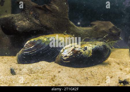 Geschwollene Flussmuschel (Unio tumidus), auf sandigem Boden vor Totholz, Deutschland Stockfoto