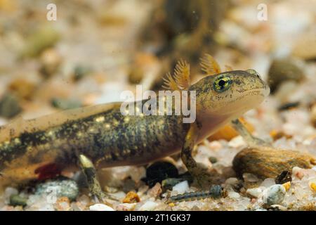 Europäischer Feuersalamander (Salamandra salamandra), Larve auf Kiesboden, halblanges Porträt, Deutschland, Bayern Stockfoto