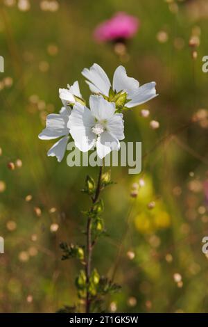 Moschusmalve, Moschuskäseweed (Malva moschata), mit weißen Blüten, Deutschland, Bayern Stockfoto