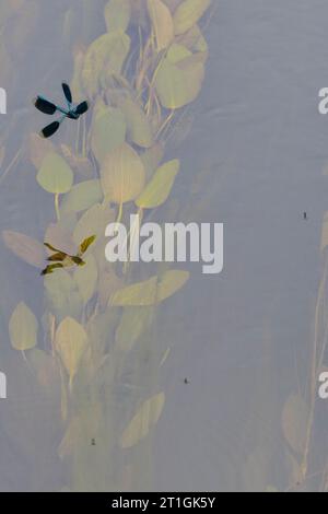 Gebänderte Schwarzflügel, gebänderte agrion, gebänderte demoiselle (Calopteryx splendens, Agrion splendens), männlich im Flug über einen Fluss, Niederlande, Drenthe Stockfoto