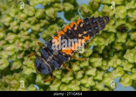 Mehrfarbiger asiatischer Käfer, Harlequin, asiatische asiatische Frauenkäfer, Halloween-Käfer (Harmonia axyridis), Larve, Deutschland, Bayern Stockfoto