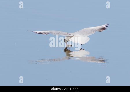 Schwarzkopfmöwe (Larus ridibundus, Chroicocephalus ridibundus), pikendes fliegendes Insekt von der Wasseroberfläche, Rückansicht, Deutschland, Bayern Stockfoto