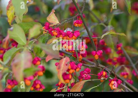 Europäische Spindel-Baum (Euonymus Europaea, Euonymus Europaeus), Zweig mit Früchten, Deutschland Stockfoto